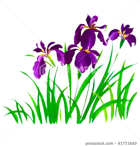 Purple flower illustrations that can be used for simple illustrations and cut illustrations Purple flower illustrations that can be used for simple illustrations and cut illustrations 91751680