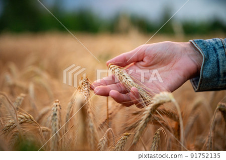 Ripening golder ear of wheat gently resting in a female hand 91752135