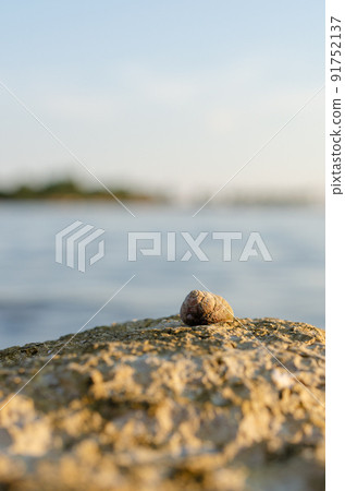 Sea snail on the rock Sea snail on the rock 91752137