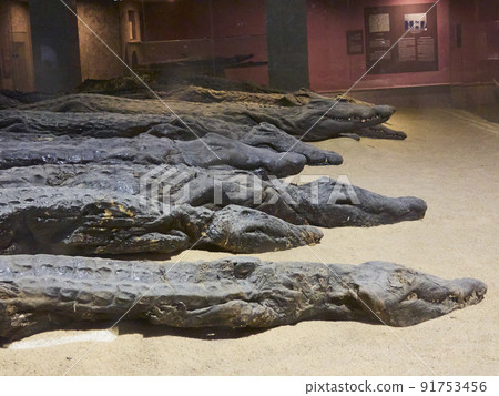 crocodile mummies in the temple of kom ombo egypt 91753456