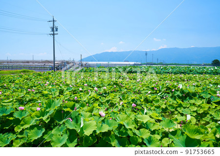 愛知縣愛西市赤蓮保存場 91753665