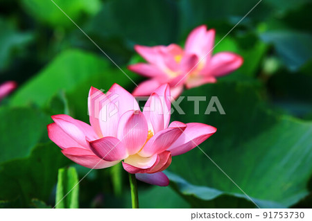 Summer heavenly release flower (lotus flower, Confederate rose, 菡萏, Fubu) Summer heavenly release flower (lotus flower, Confederate rose, 菡萏, Fubu) 91753730