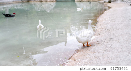 ducks near the pond in central park of Athens. ducks near the pond in central park of Athens. 91755431