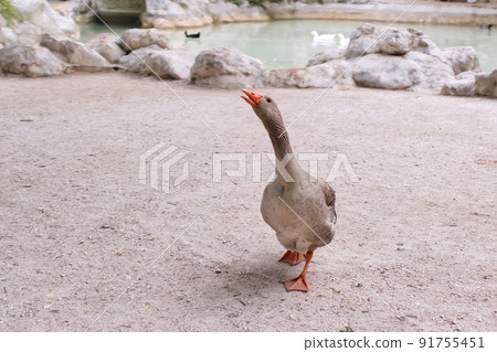ducks near the pond in central park of Athens. ducks near the pond in central park of Athens. 91755451