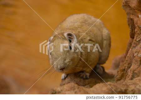 A beautiful fluffy small rodent. Wild animals. 91756775