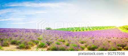Blooming Lavender field 91757036