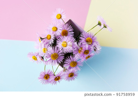 Purple erigeron flowers in a white box on a multicolored background, summer flowers Purple erigeron flowers in a white box on a multicolored background, summer flowers 91758959