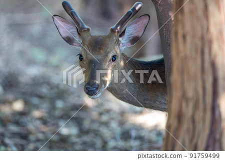Wild sika deer Wild sika deer 91759499