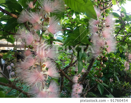 開花在夏夜 Sagaribana 的花 91760454