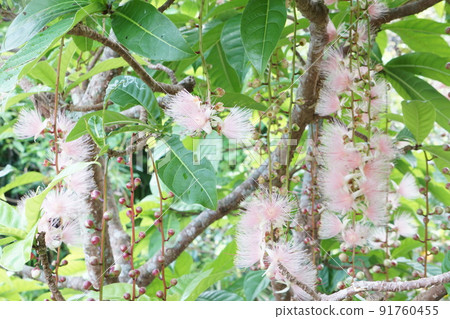 幻影花 Sagaribana 幻影花 Sagaribana 91760455