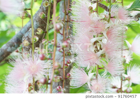 稀有花，barringtonia racemosa 91760457