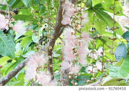 亞熱帶花卉 Sagaribana 亞熱帶花卉 Sagaribana 91760458