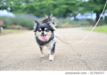 Chihuahua, a senior dog walking with a smile 91760557