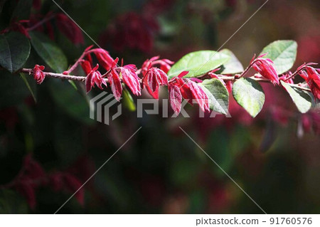 Small red young leaves of safflower fringe flower come out 91760576