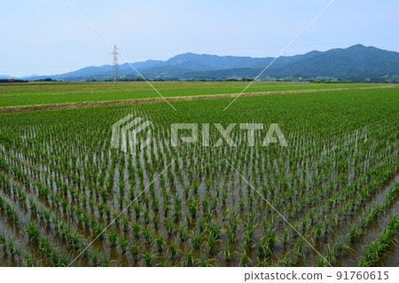 水稻種植一個月後的稻田 水稻種植一個月後的稻田 91760615