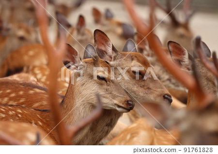 Nara deer Nara deer 91761828
