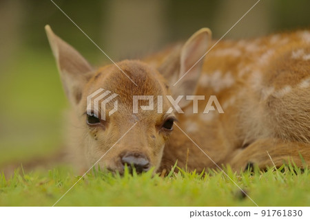 Nara deer Nara deer 91761830