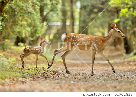 Nara deer Nara deer 91761835