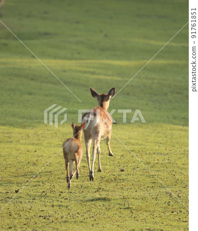 Nara deer 91761851