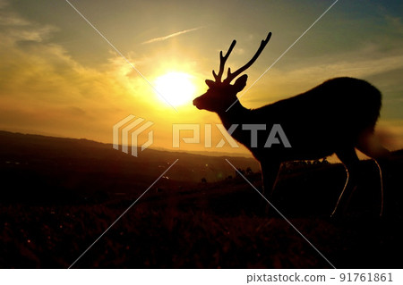 Nara deer 91761861