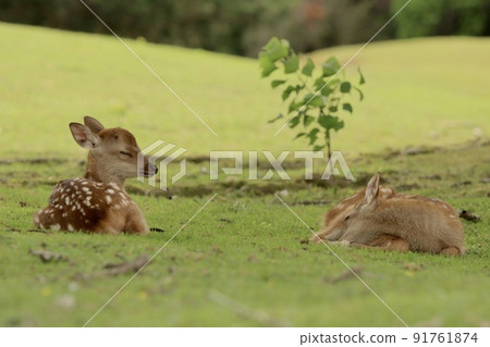 Nara deer 91761874