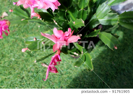 Cute flowers of Danish cactus Cute flowers of Danish cactus 91761905