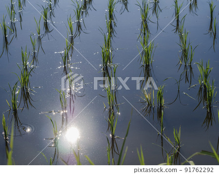 The morning sun reflected in the rice fields The morning sun reflected in the rice fields 91762292