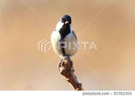 大山雀，熟悉的野鳥，在小樹枝的尖端休息 91762303