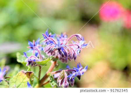 Borage flower 91762345