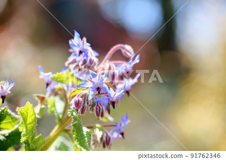 Borage flower 91762346