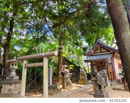 東京品川的藤塚/品川神社(淺間神社) 東京品川的藤塚/品川神社(淺間神社) 91763291