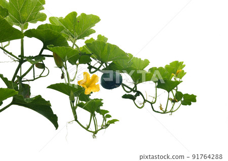 南瓜的藤蔓和葉子一直在生長，南瓜籽和一些黃色的花朵正在茁壯成長。 91764288