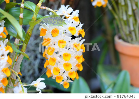 Dendrobium flower silciflorum Dendrobium flower silciflorum 91764345