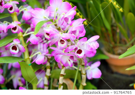 Dendrobium flowers 91764765