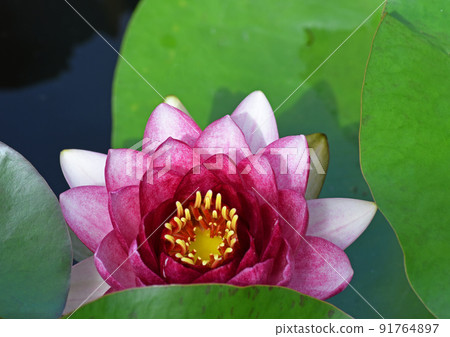 睡蓮鮮花 睡蓮鮮花 91764897