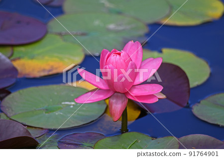睡蓮鮮花 睡蓮鮮花 91764901