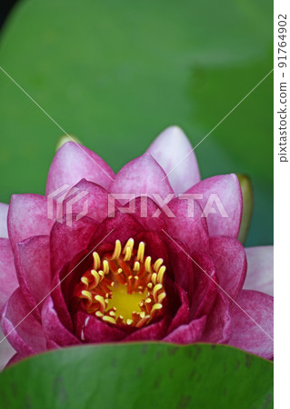 睡蓮鮮花 睡蓮鮮花 91764902