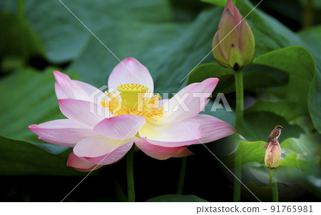 Beautiful red crimson lotus blooming in summer Beautiful red crimson lotus blooming in summer 91765981
