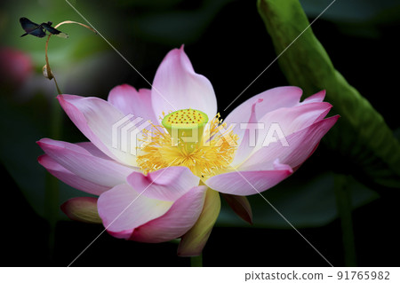 Beautiful red crimson lotus blooming in summer 91765982