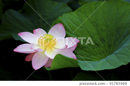 Beautiful red crimson lotus blooming in summer 91765989