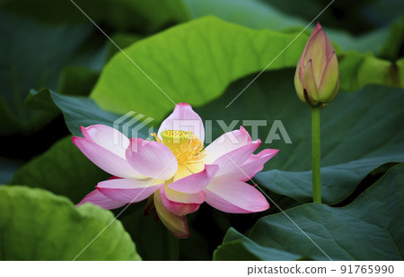Beautiful red crimson lotus blooming in summer Beautiful red crimson lotus blooming in summer 91765990