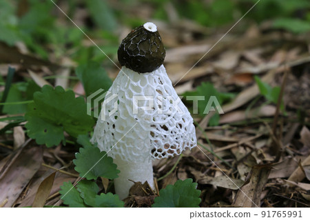 White magnolia mushrooms blooming in a bamboo field White magnolia mushrooms blooming in a bamboo field 91765991