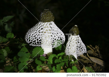 White magnolia mushrooms blooming in a bamboo field White magnolia mushrooms blooming in a bamboo field 91765992