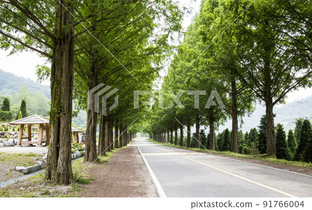 Metasequoia tree-lined road with lush greenery Metasequoia tree-lined road with lush greenery 91766004