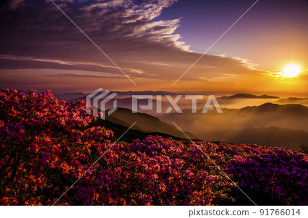 Sunrise at the top of Deogyusan with azalea flowers Sunrise at the top of Deogyusan with azalea flowers 91766014
