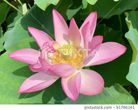 A single lotus flower starting to bloom [Iga Hachiman Shrine/Okazaki City, Aichi Prefecture] 91766161