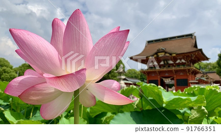 Lotus flowers in full bloom and Zuishinmon [Iga Hachimangu Shrine/Okazaki City, Aichi Prefecture] 91766351
