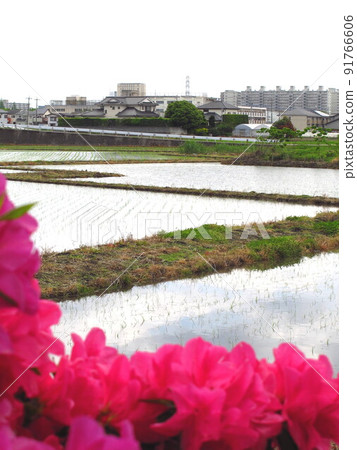 Ueda scenery reflecting the blue sky in the suburbs of early summer 91766606