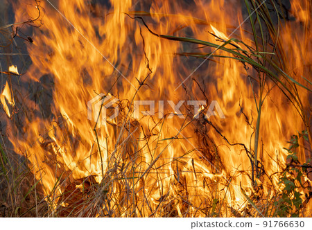 Wildfire disaster in tropical forest caused by human 91766630