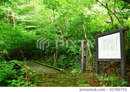 Hakone Town Hakone Old Highway (former Tokaido) Yamane Bridge and Fresh Green 91766750